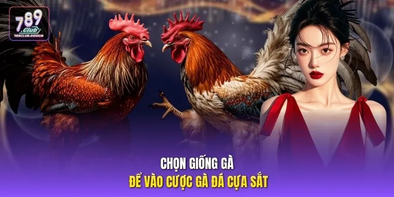 Chọn giống gà để vào cược gà đá cựa sắt