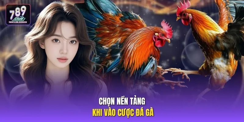 Chọn nền tảng khi vào cược đá gà